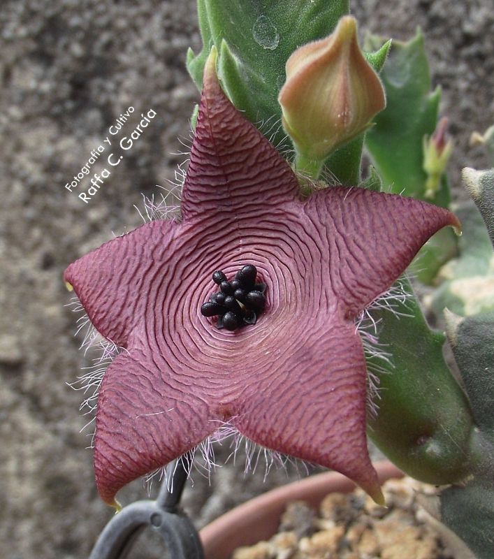 A photo of Stapelia clavicorona