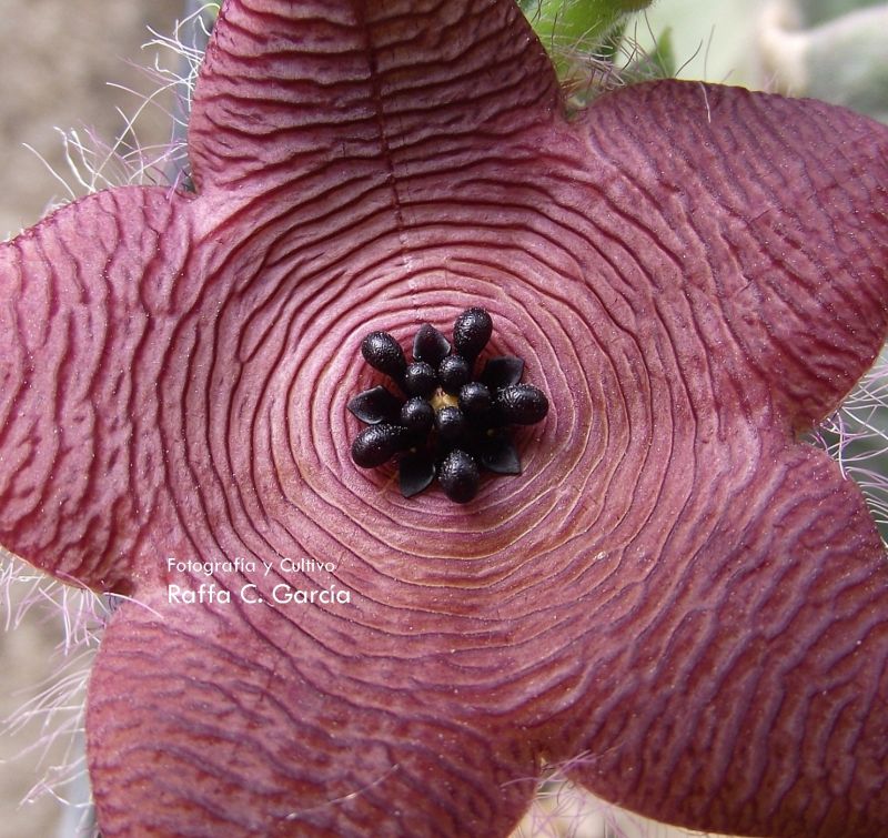 A photo of Stapelia clavicorona