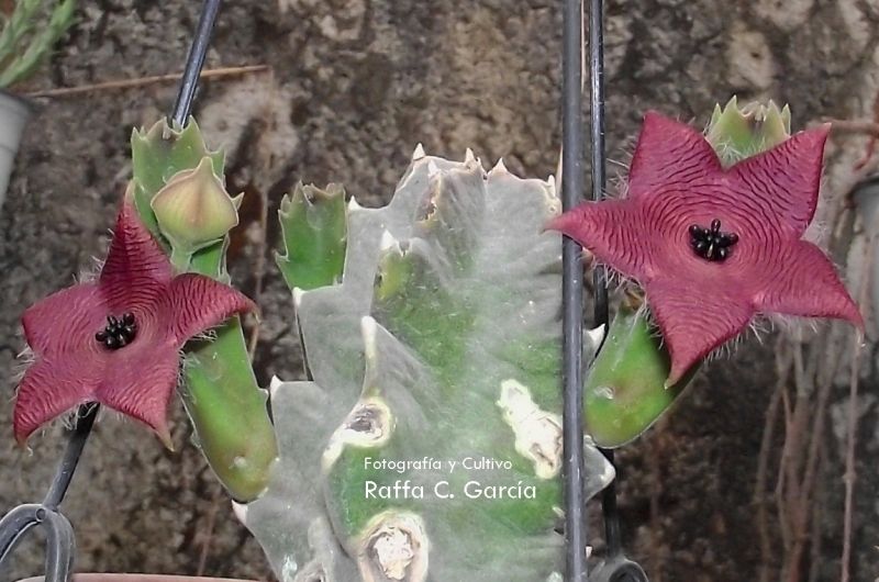 A photo of Stapelia clavicorona