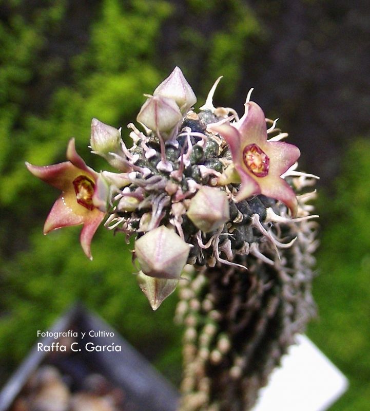Una foto de Echidnopsis planiflora