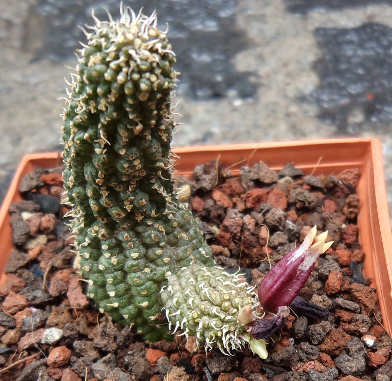 Una foto de Echidnopsis urceolata