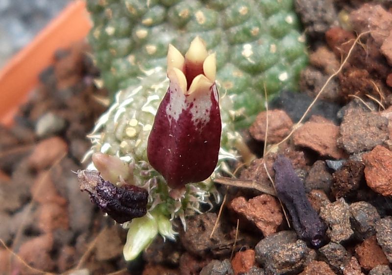 Una foto de Echidnopsis urceolata