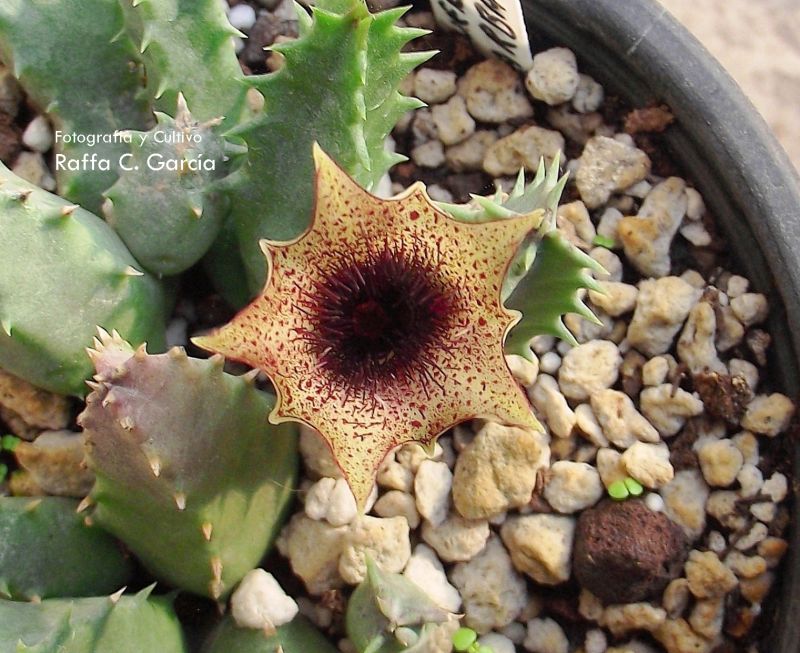 A photo of Huernia barbata  