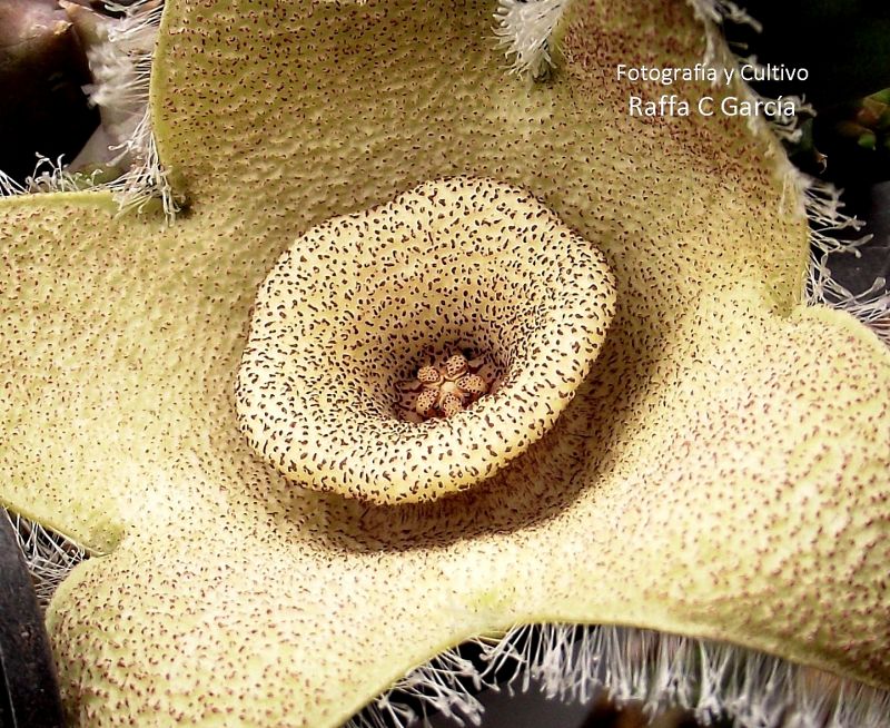 Una foto de Orbea ciliata