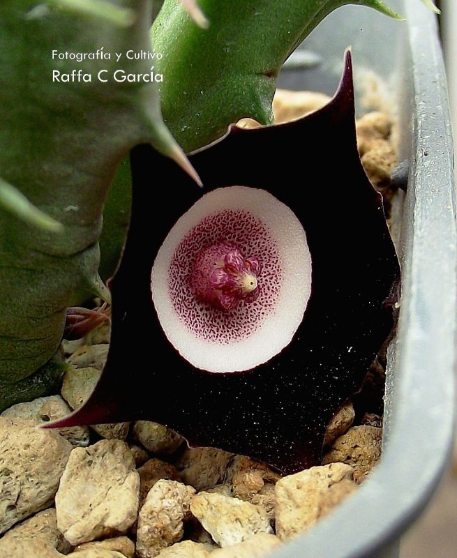 Una foto de Huernia oculata