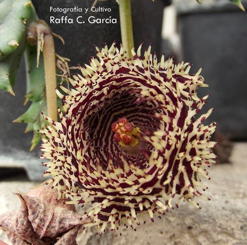 Una foto de Huernia hystrix