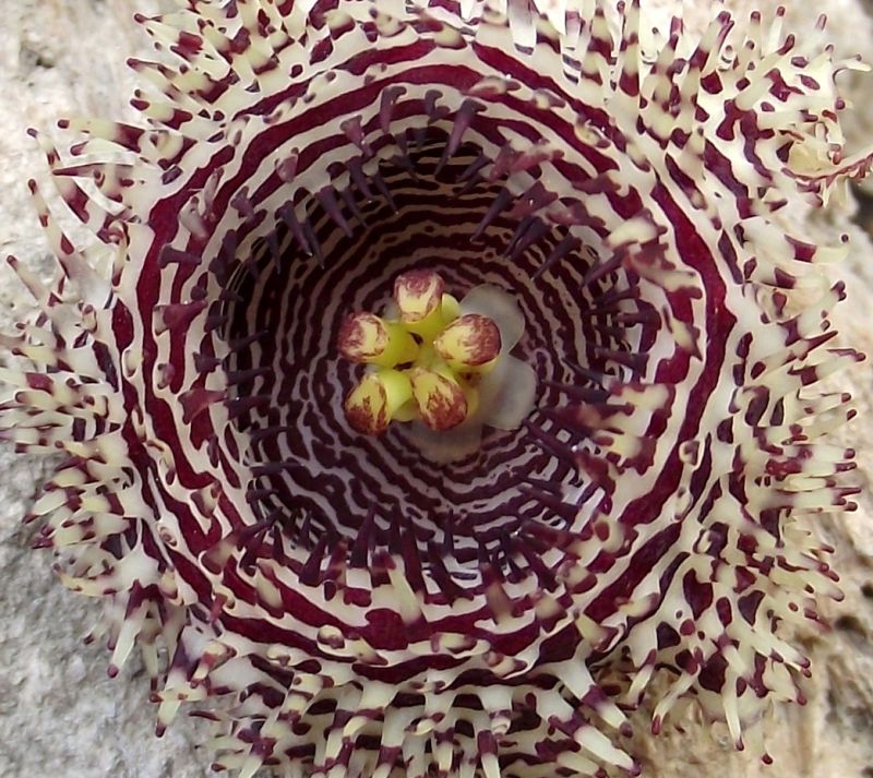 Una foto de Huernia hystrix