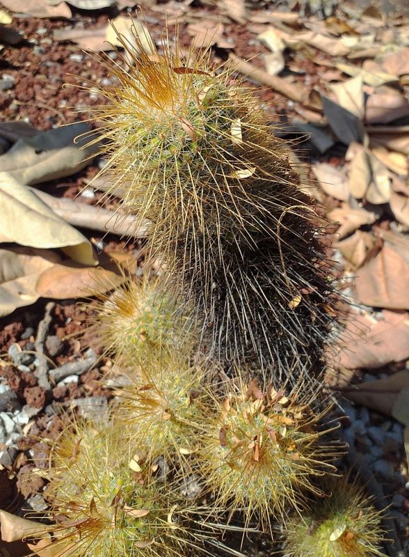 A photo of Mammillaria magnifica