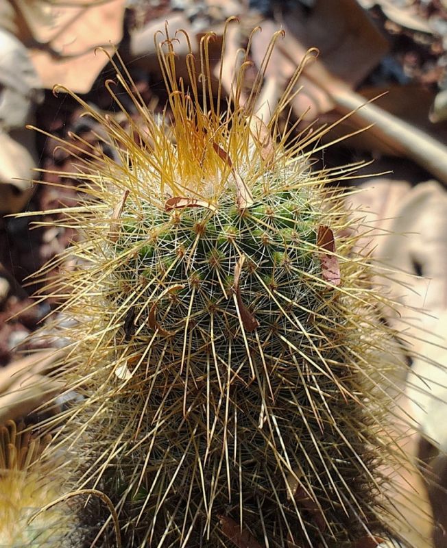 A photo of Mammillaria magnifica