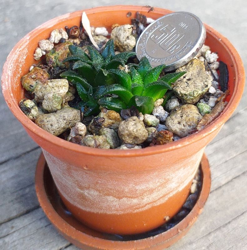A photo of Haworthia parksiana