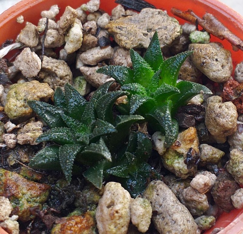 A photo of Haworthia parksiana