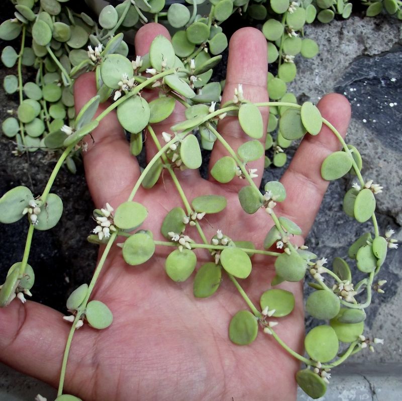 Una foto de Dischidia nummularia
