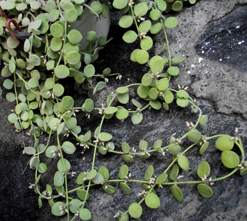 Una foto de Dischidia nummularia