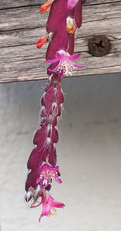 A photo of Lepismium cruciforme