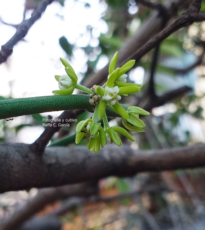 Una foto de Cynanchum viminale