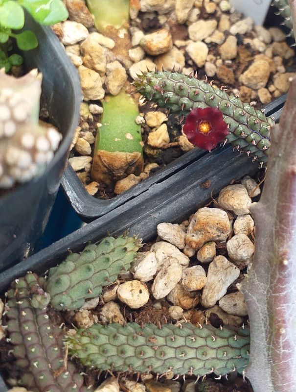 Una foto de Echidnopsis repens
