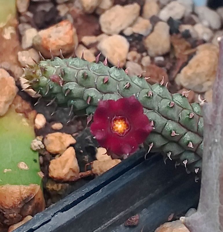 Una foto de Echidnopsis repens