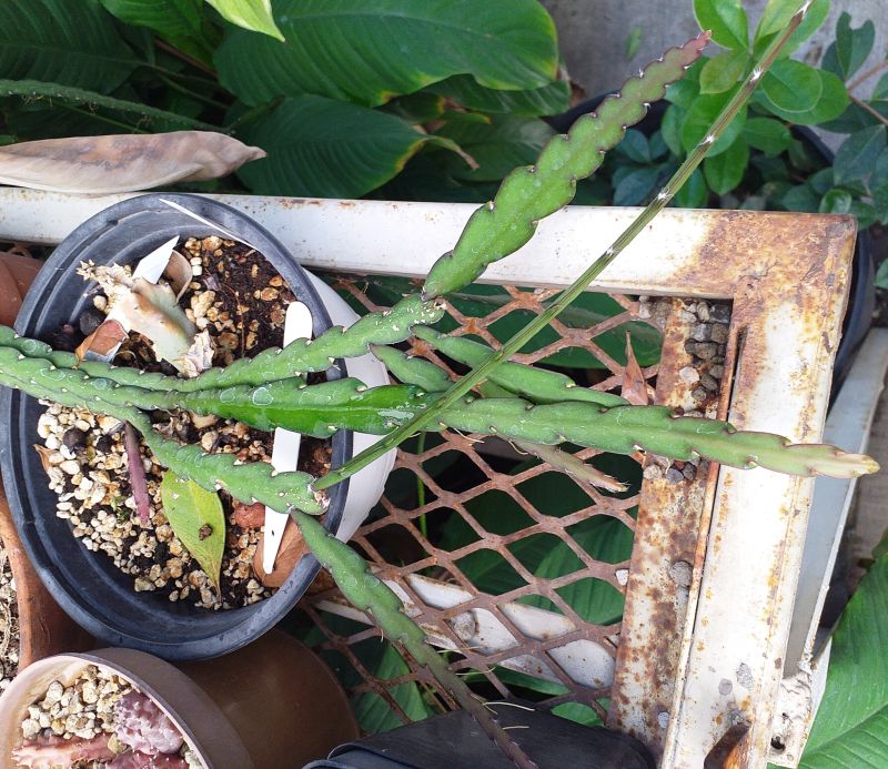 A photo of Lepismium cruciforme