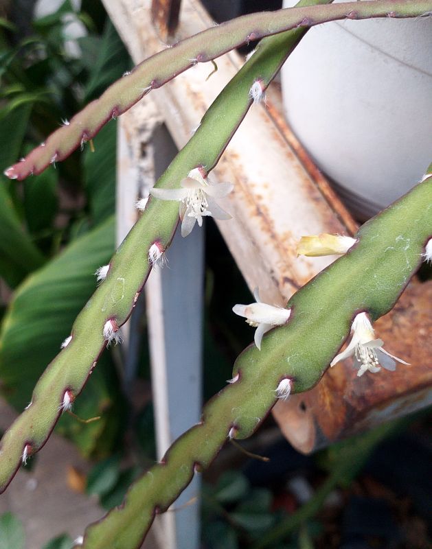 A photo of Lepismium cruciforme