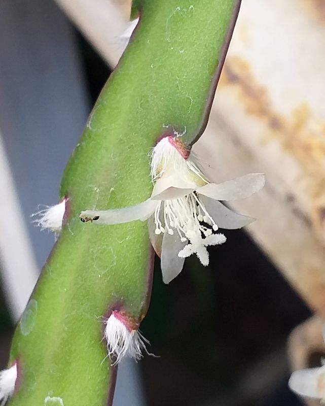 A photo of Lepismium cruciforme