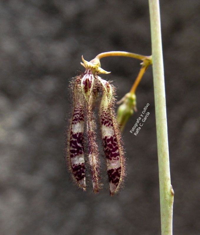 Una foto de Caralluma turneri subsp. ukambensis