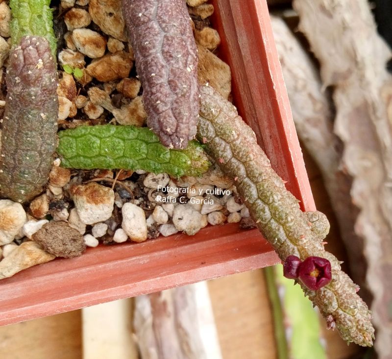 Photo of a cactus currently being identified