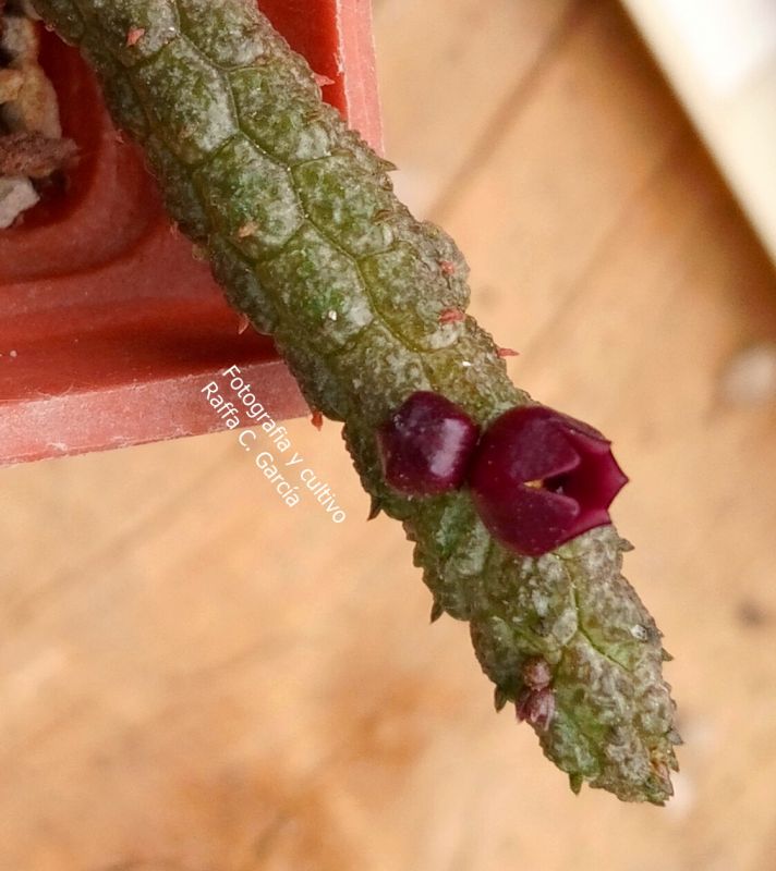 Photo of a cactus currently being identified