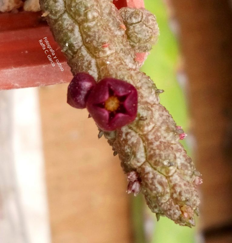 Photo of a cactus currently being identified