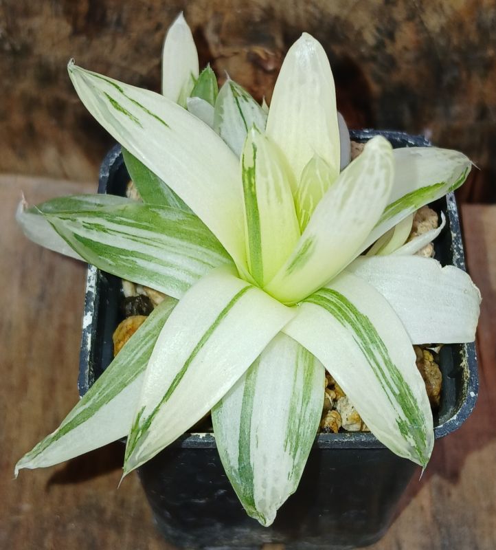 A photo of Haworthia cymbiformis fma. variegada