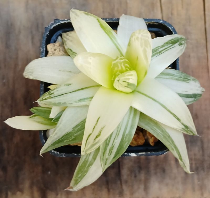 A photo of Haworthia cymbiformis fma. variegada