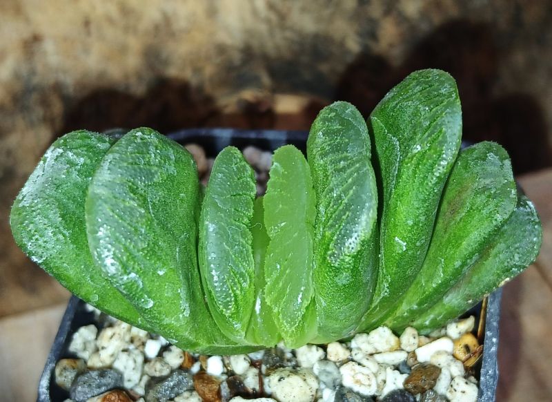 Foto de un cactus que se está identificando actualmente
