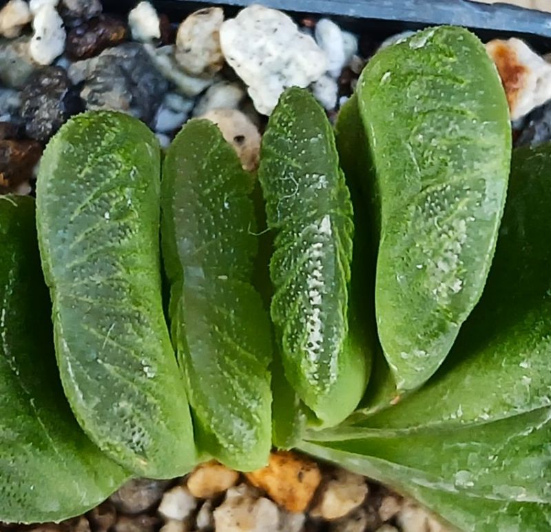 Foto de un cactus que se está identificando actualmente