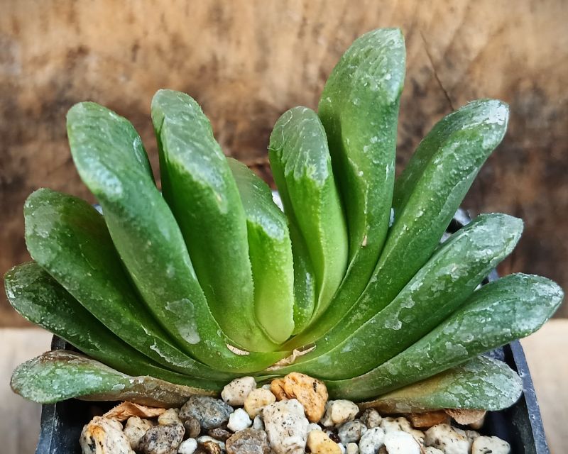 Foto de un cactus que se está identificando actualmente