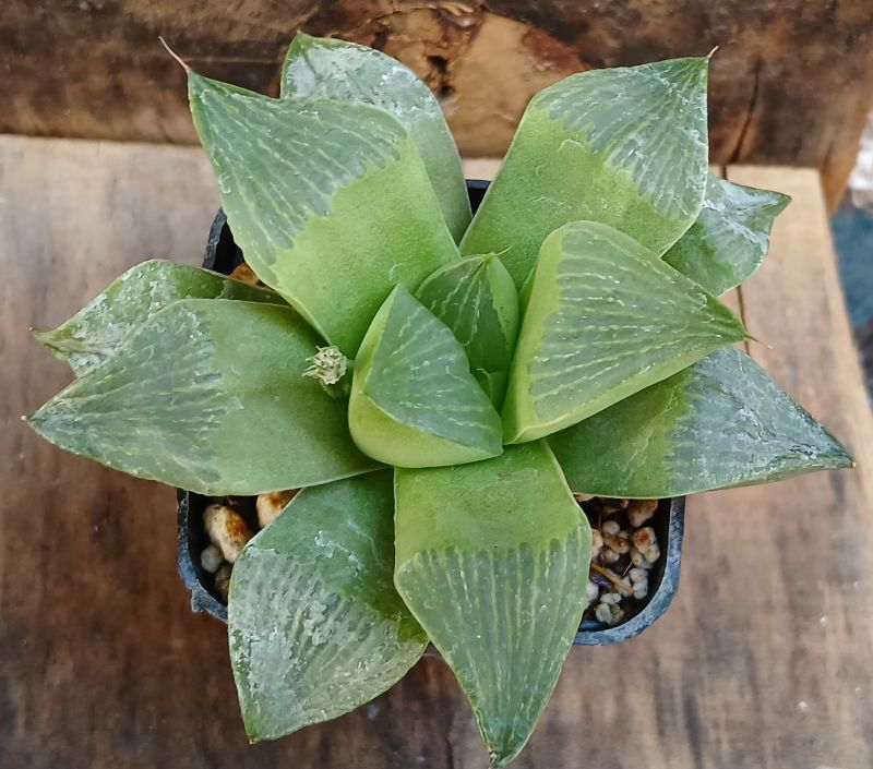 A photo of Haworthia retusa var. retusa