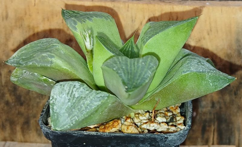 A photo of Haworthia retusa var. retusa