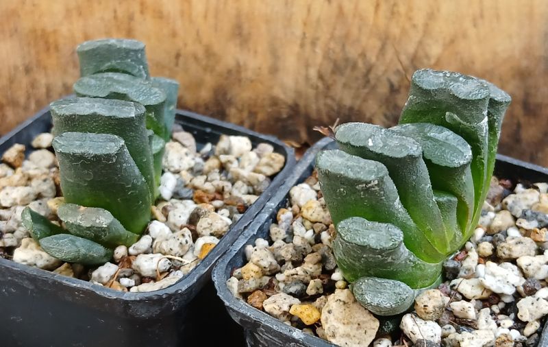 Una foto de Haworthia truncata