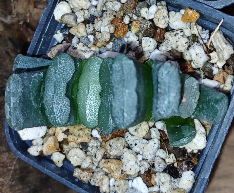 Una foto de Haworthia truncata