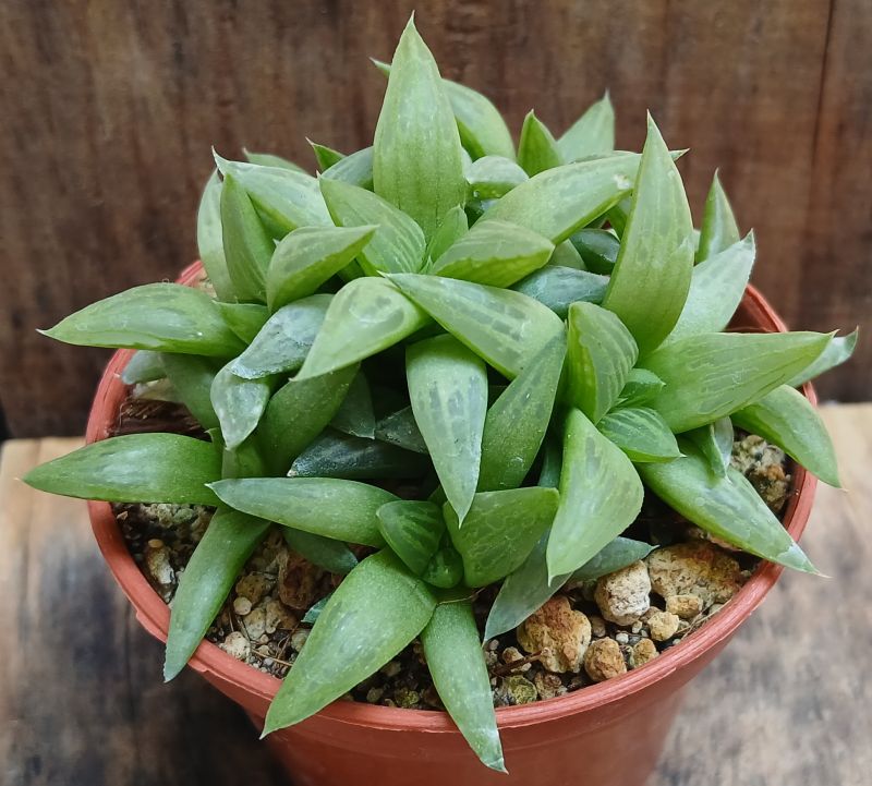 Photo of a cactus currently being identified