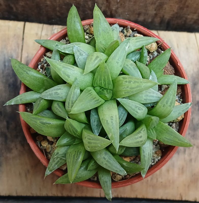 Photo of a cactus currently being identified