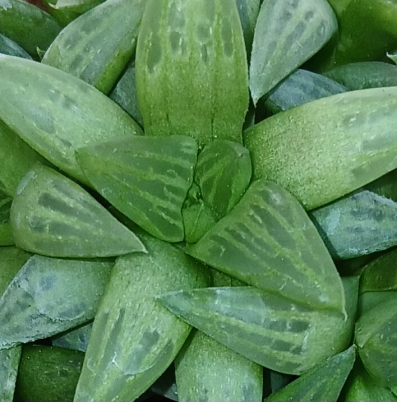 Photo of a cactus currently being identified