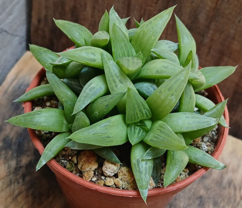 Photo of a cactus currently being identified