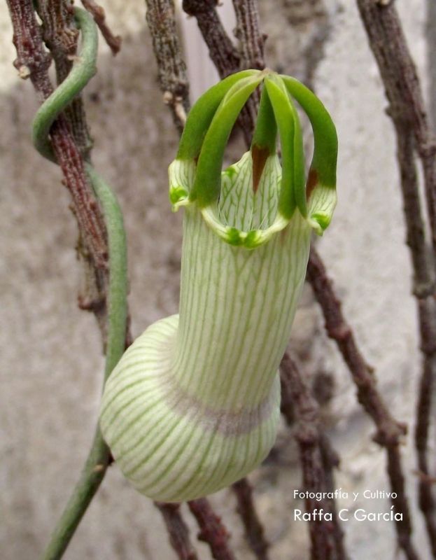 Una foto de Ceropegia ampliata
