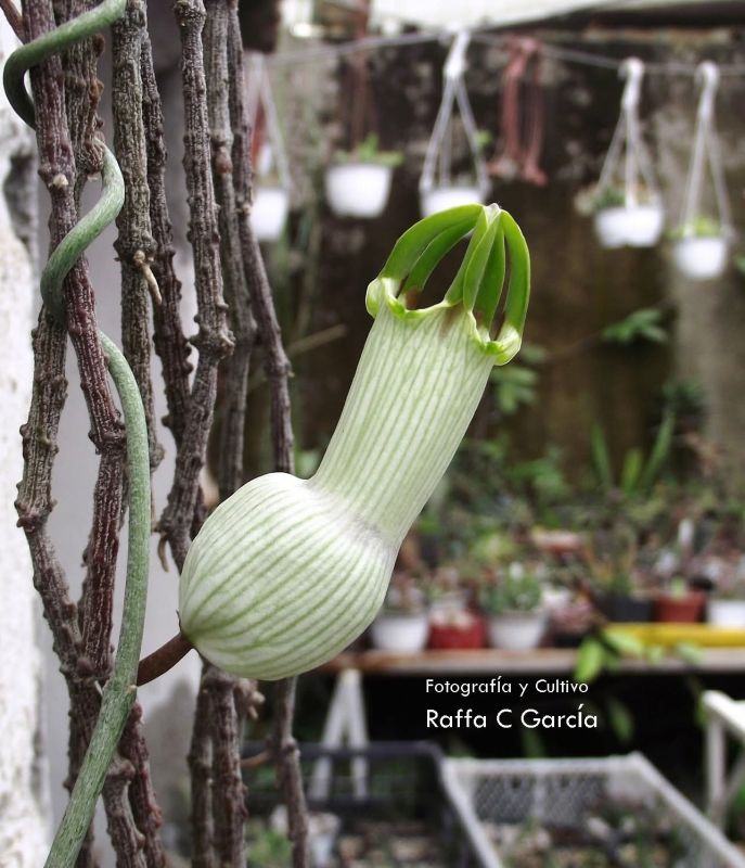 Una foto de Ceropegia ampliata