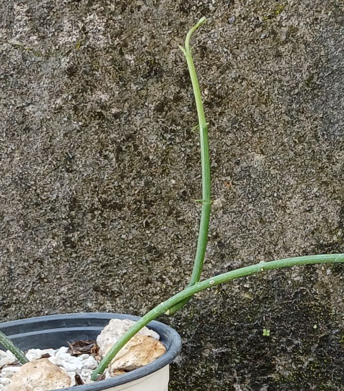 Una foto de Ceropegia ampliata