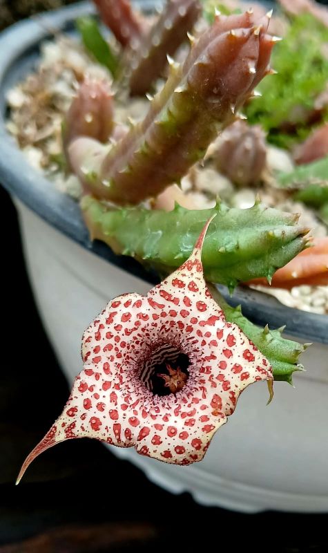 Foto de un cactus que se está identificando actualmente