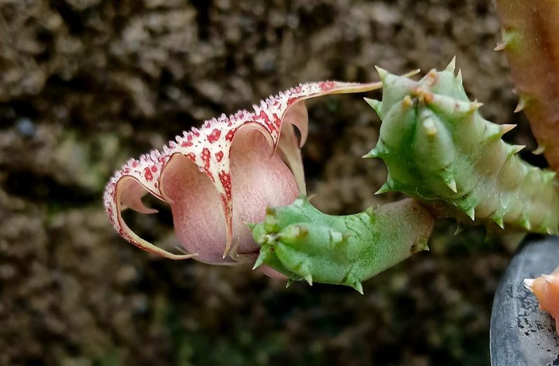 Foto de un cactus que se está identificando actualmente