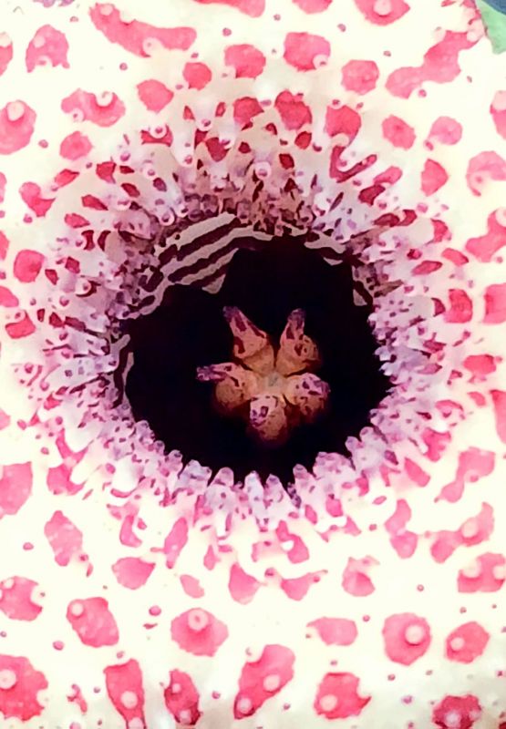 Foto de un cactus que se está identificando actualmente