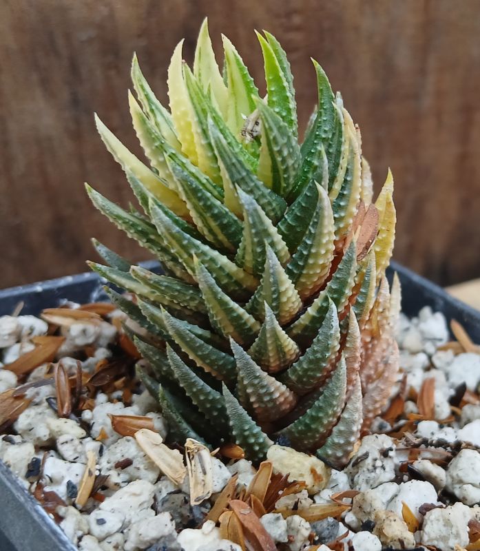 Foto de un cactus que se está identificando actualmente