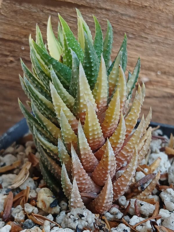 Foto de un cactus que se está identificando actualmente