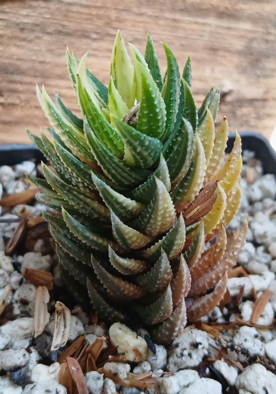 Foto de un cactus que se está identificando actualmente